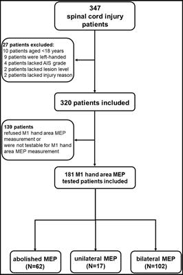 Primary motor hand area corticospinal excitability indicates overall functional recovery after spinal cord injury